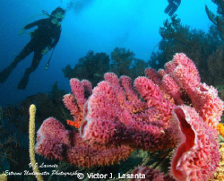 Diver & Branching Vase Sponge at Pata de Palo Dive site i... by Victor J. Lasanta 